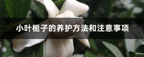 小叶栀子的养护方法和注意事项