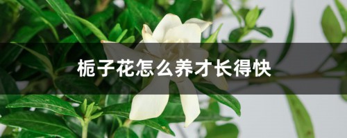 栀子花怎么养才长得快