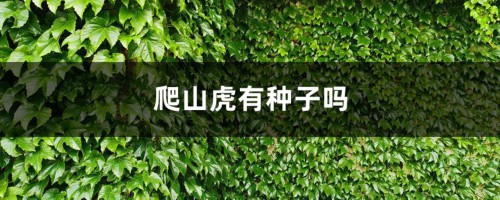 爬山虎有种子吗，爬山虎种子价格