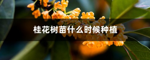 桂花树苗什么时候种植，桂花苗怎么培育