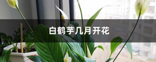 白鹤芋几月开花