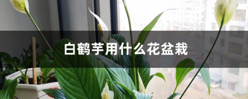 白鹤芋用什么花盆栽