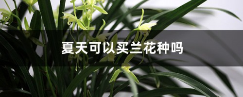 夏天可以买兰花种吗，能种活吗