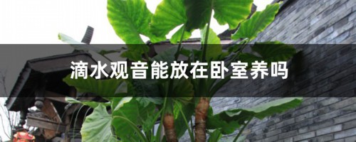 滴水观音能放在卧室养吗