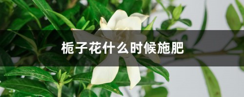 栀子花什么时候施肥