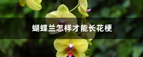 蝴蝶兰怎样才能长花梗