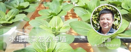 水培蔬菜怎么种植