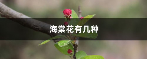 海棠花有几种，什么品种海棠最好