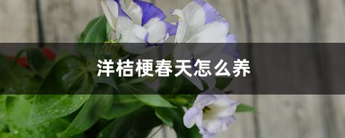 洋桔梗春天怎么养