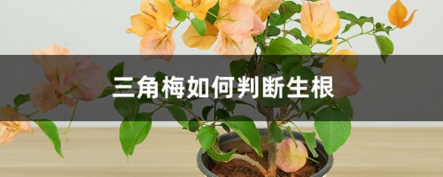 三角梅如何判断生根