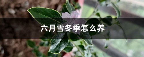 六月雪冬季怎么养，冬天会落叶吗