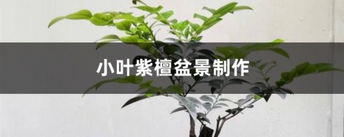 小叶紫檀盆景制作