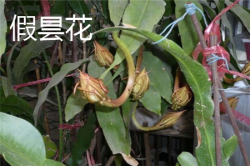 假昙花