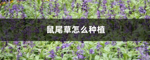 鼠尾草怎么种植，什么季节种植