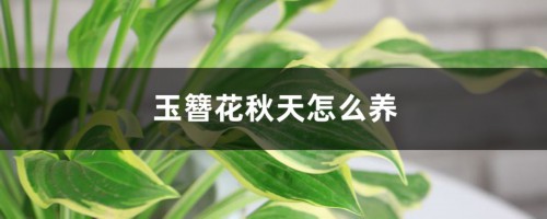 玉簪花秋天怎么养