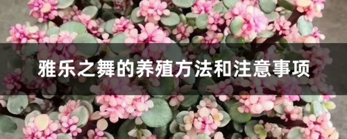 雅乐之舞的养殖方法和注意事项