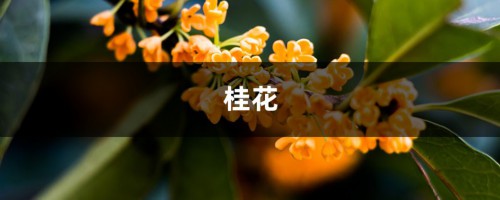 一根枝条，一个花盆，在家自己种桂花，不花钱也能嗅花香