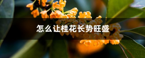 怎么让桂花长势旺盛，什么时间修剪最好