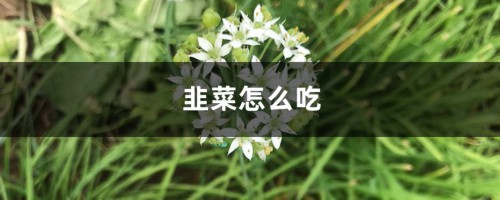 韭菜怎么吃，吃韭菜的好处