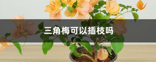 三角梅可以插枝吗