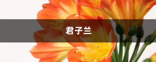 君子兰蝴蝶兰…想要开花50朵，必须给它冻一冻！