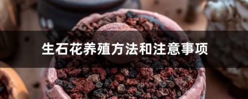 生石花养殖方法和注意事项