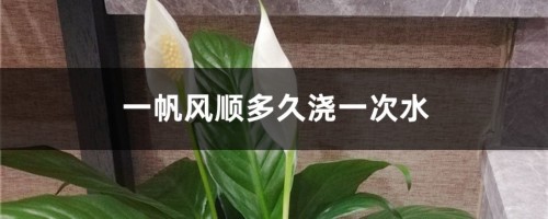 一帆风顺多久浇一次水