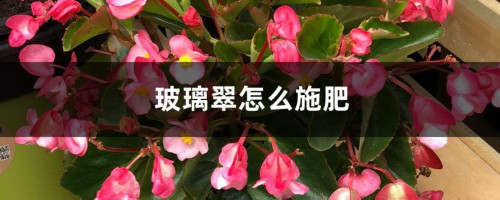 玻璃翠怎么施肥