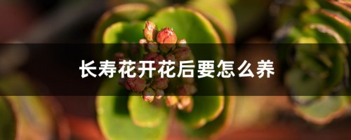 长寿花开花后要怎么养