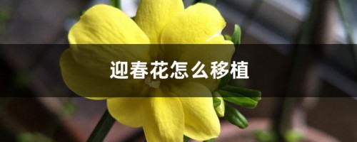 迎春花怎么移植