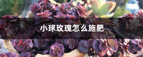 小球玫瑰怎么施肥